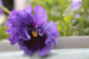 Florence of Seattle, Highland Park photo 1